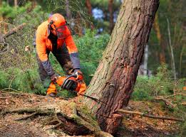 How Our Tree Care Process Works  in  Montgomery, TX