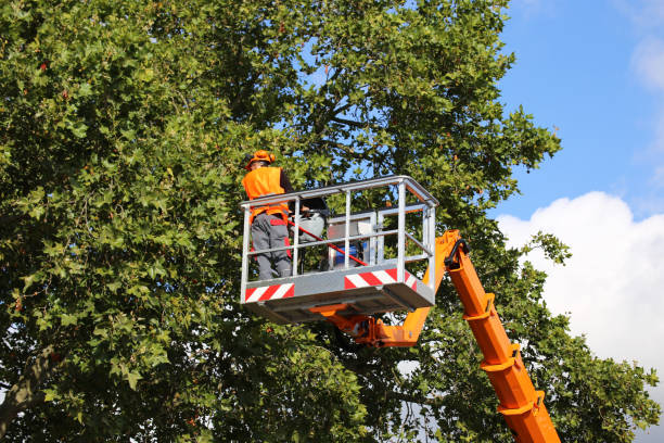 Best Tree Mulching  in Montgomery, TX