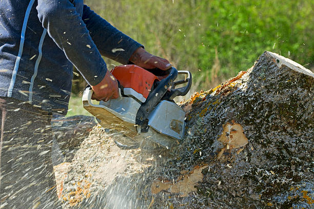 Best Lawn Drainage Solutions  in Montgomery, TX