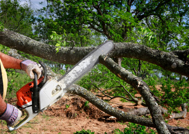 Best Commercial Tree Services  in Montgomery, TX