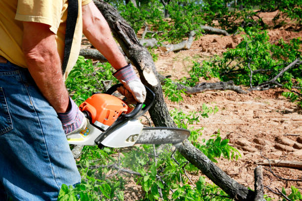Best Lawn Renovation and Restoration  in Montgomery, TX